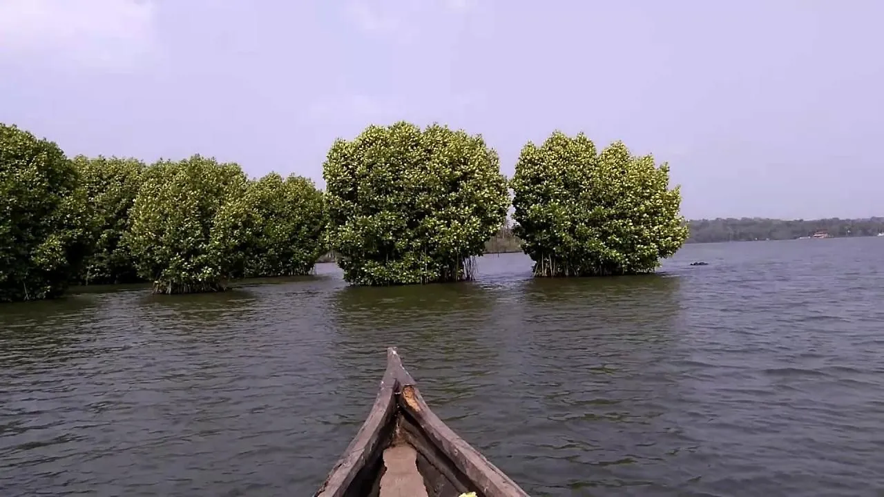 Mangrove Holidays Munroe Island Bed & Breakfast